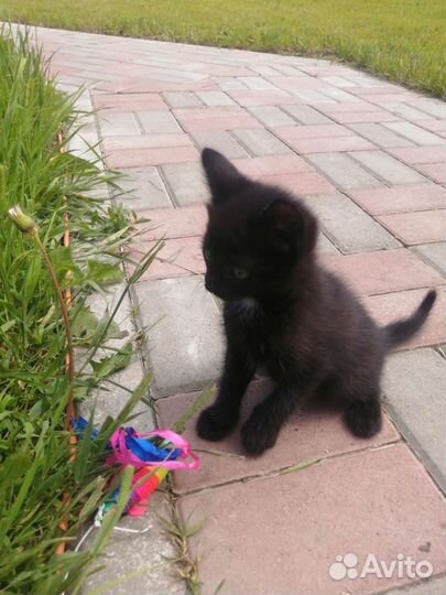 Котята в добрые руки бесплатно