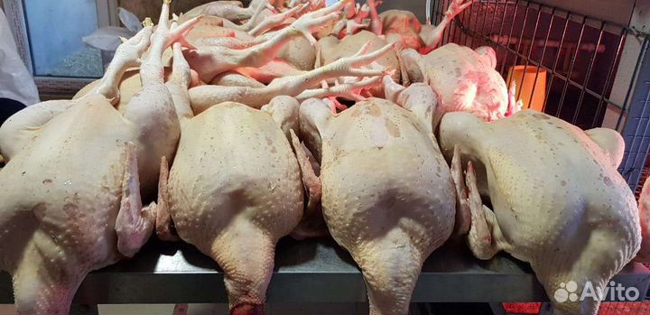 Цыпленок бройлера кобб 500