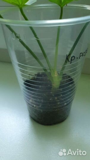 Пеларгония герань сортовая