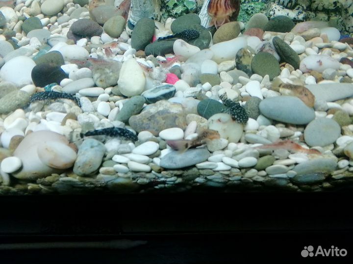 Сомики анциструсы