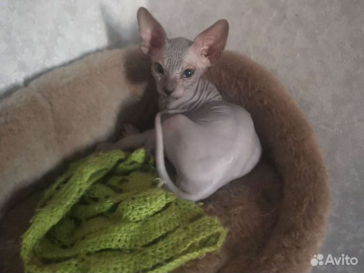 Канадский сфинкс котенок