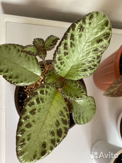 Эписции сортовые