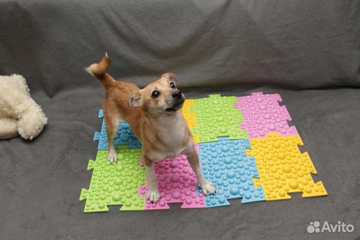 Собака в добрые ручки