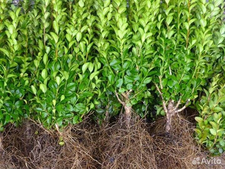 Самшит вечнозеленый (предзаказ)