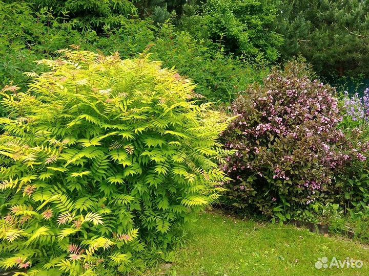 Рябинник рябинолистный 