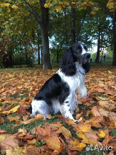 Русский спаниель