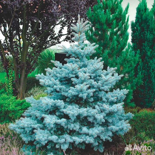 Ель Супер Блю сидлинг