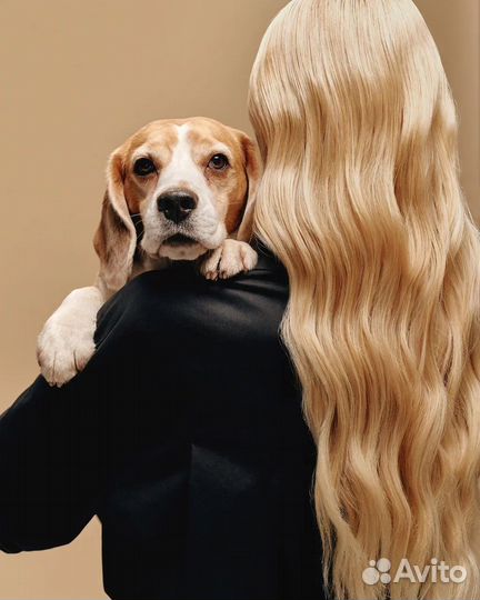 Собака для фотосессии/бигль
