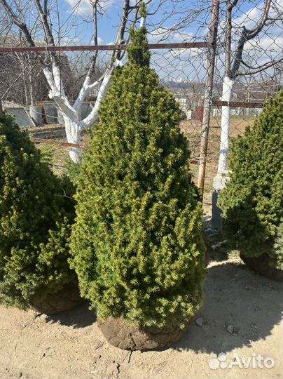 Ель канадская Дейзи Уайт 120/140