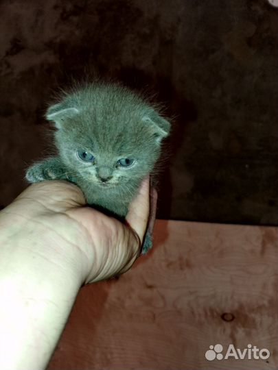 Британские вислоухие котята