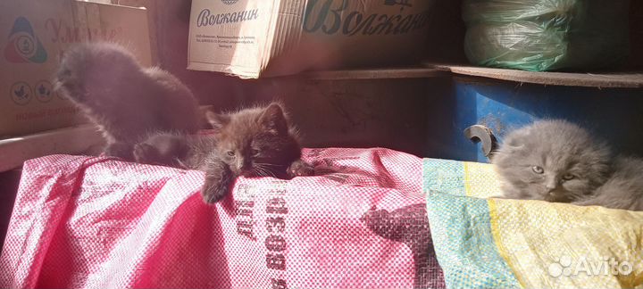 Котята в добрые руки