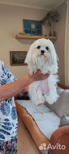 Болонка, микро собачка 1,5года