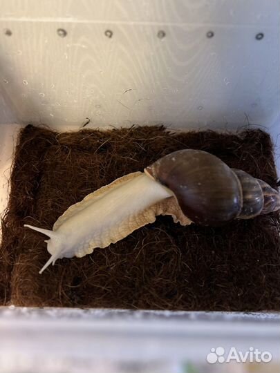 Улитки ахатины