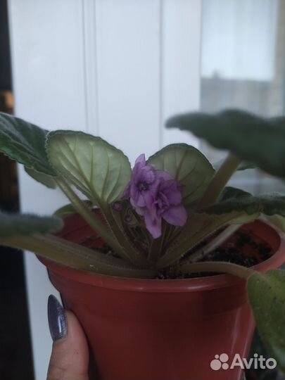 Фиалка в горшках