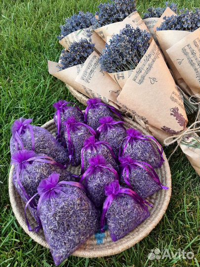 Лаванда сухоцвет, сбор 2023 года