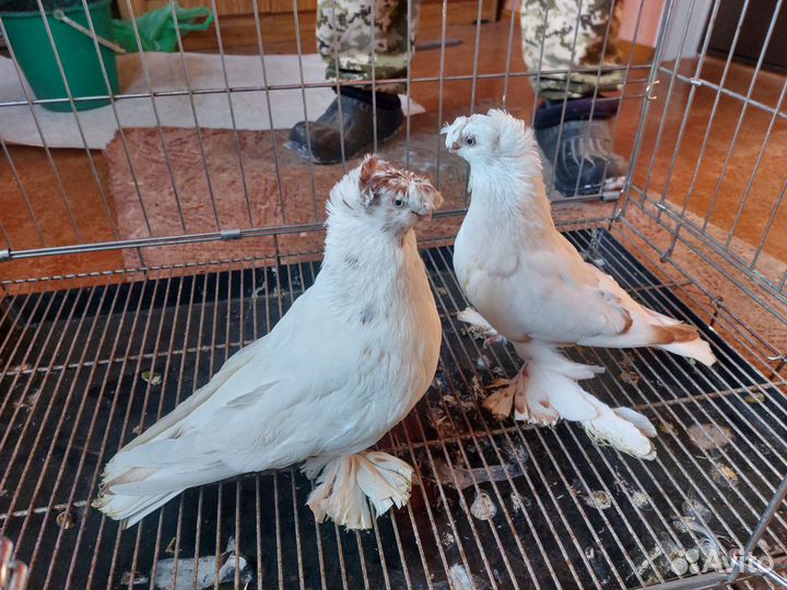 Голуби узбеки