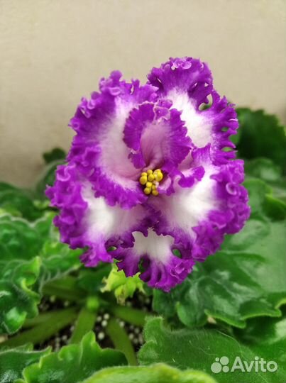 Сортовые фиалки