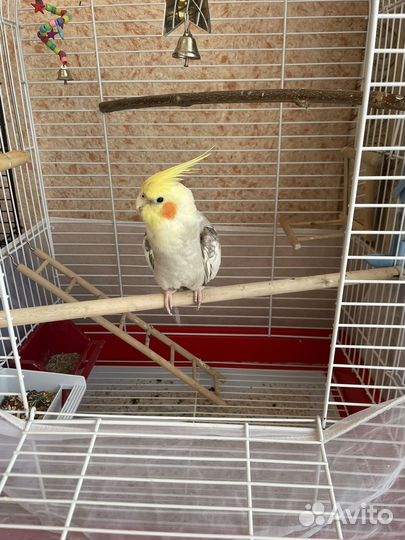 Попугай корелла говорящий