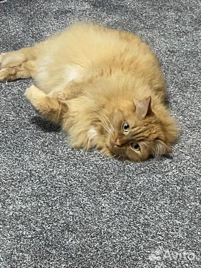 Кот