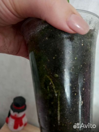 Сансевиерия лауренти