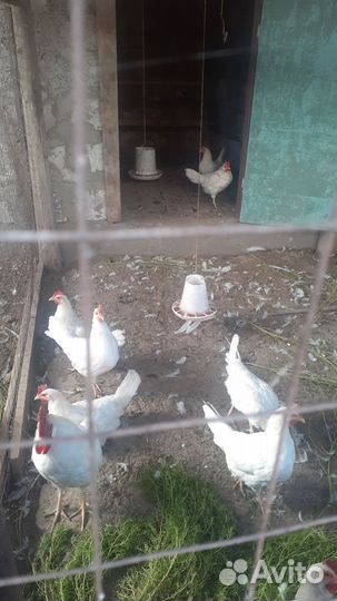 Куры леггорн