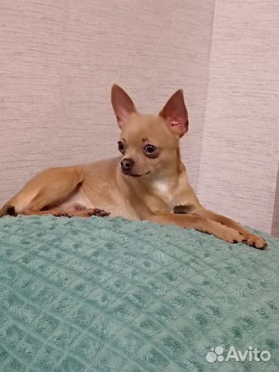 Вязка кобель Чихуахуа мини