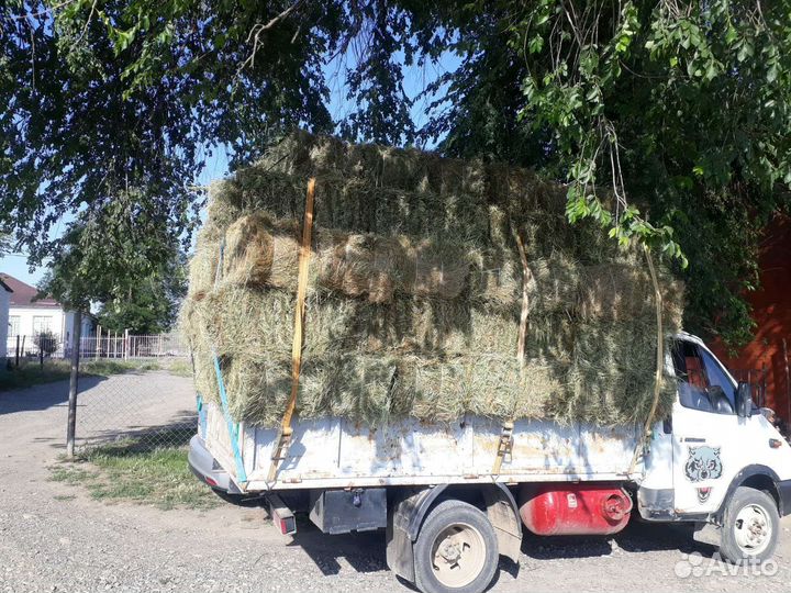 Сено в тюках