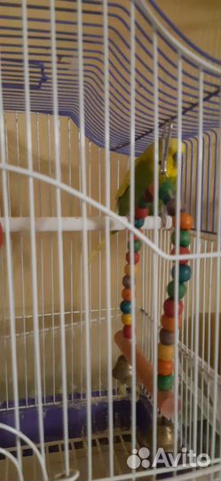 Волнистый попугай