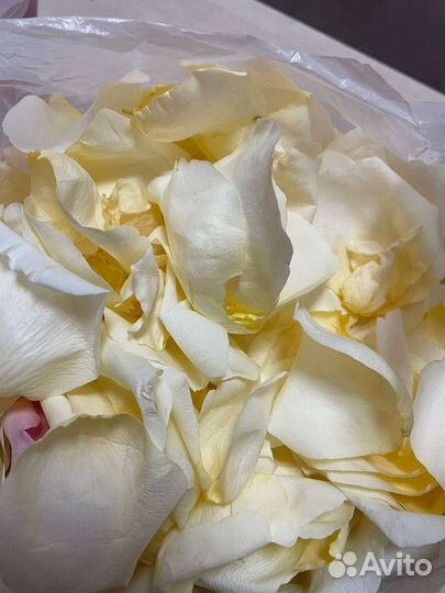 Лепестки роз