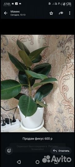 Комнатные цветы