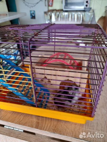 Джунгарский хомяк с клеткой