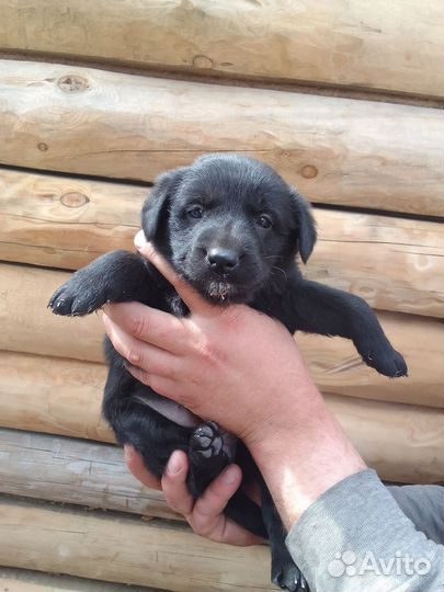 Немецкая овчарка