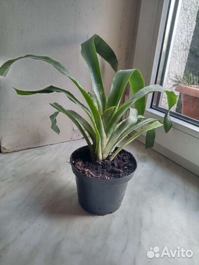 Экзотический цветок бильбергия