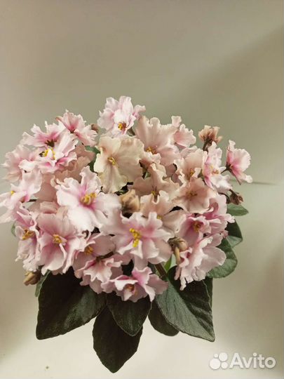 Сортовые фиалки мини