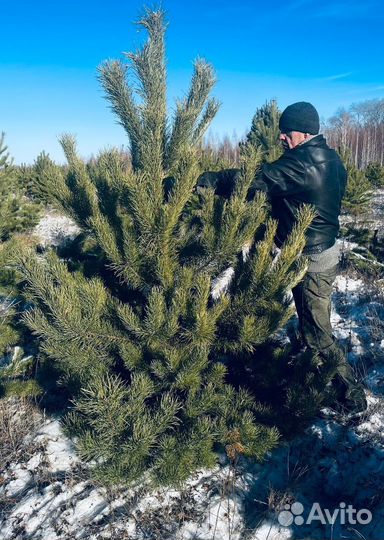 Сосна сентябрьская новогодняя опт