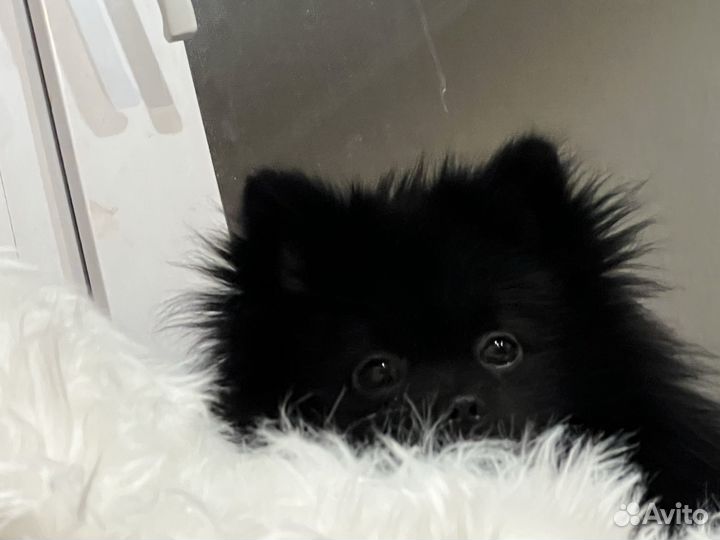 Шпиц вязка мальчик