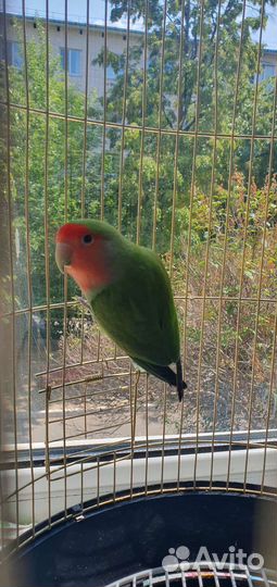 Попугаи.Пара взрослая+клетка