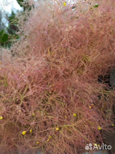 Скумпия кодевенная Леди Голд Golden Lady