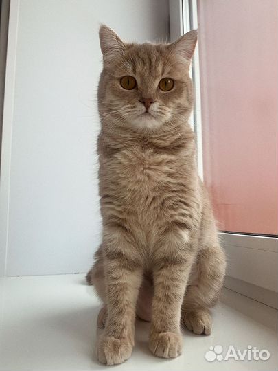 Шотландская кошка