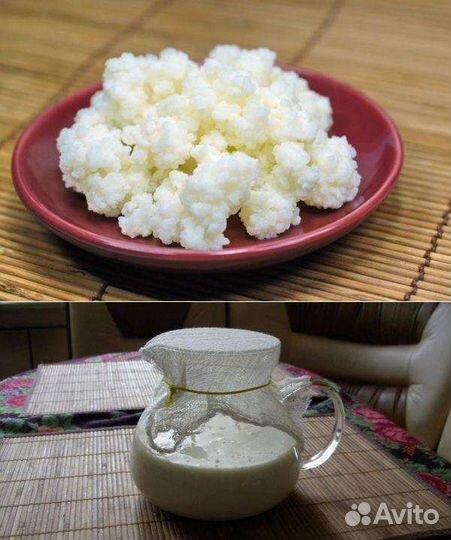 Тибетский молочный гриб