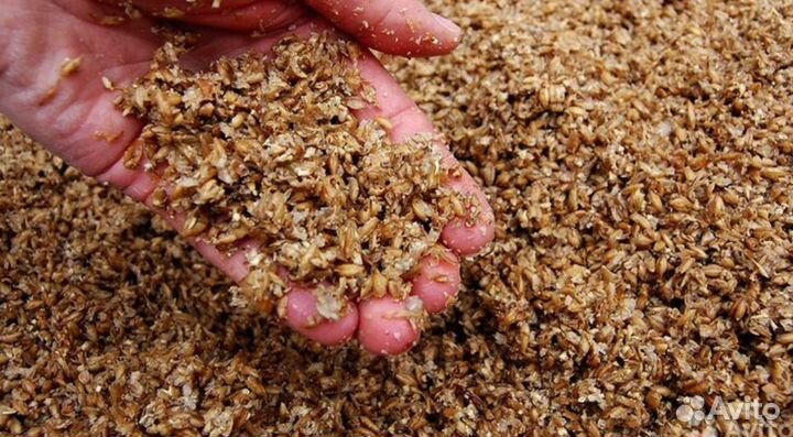 Пивная дробина влажная