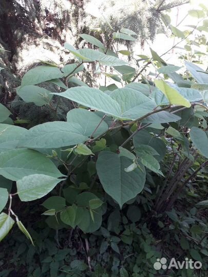 Японский бамбук