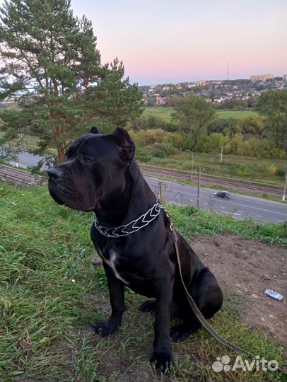 Кане Корсо отдам