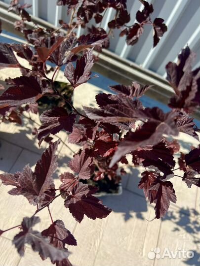 Пузыреплодник калинолистный Center Glow