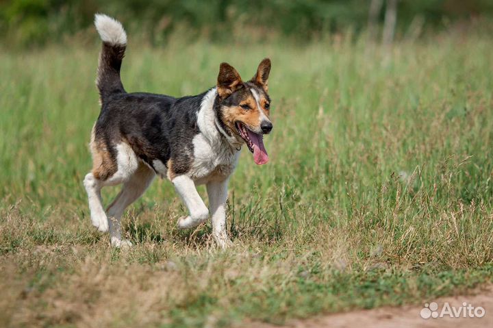 Дина, компанейская собака