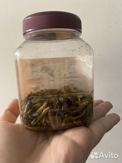 Лакомства для грызунов