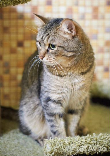 Отдам кота в добрые руки бесплатно