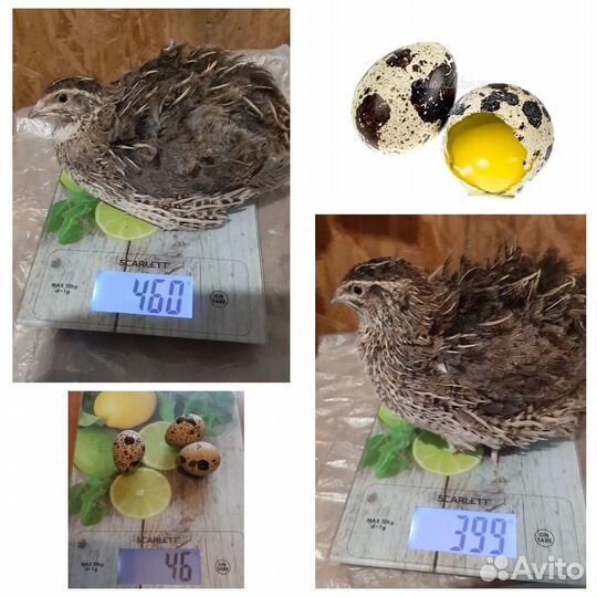Перепела, инкубационное яйцо