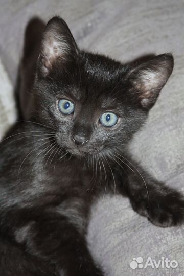 Котенок 2 мес