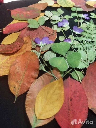 Сухоцветы для творчества